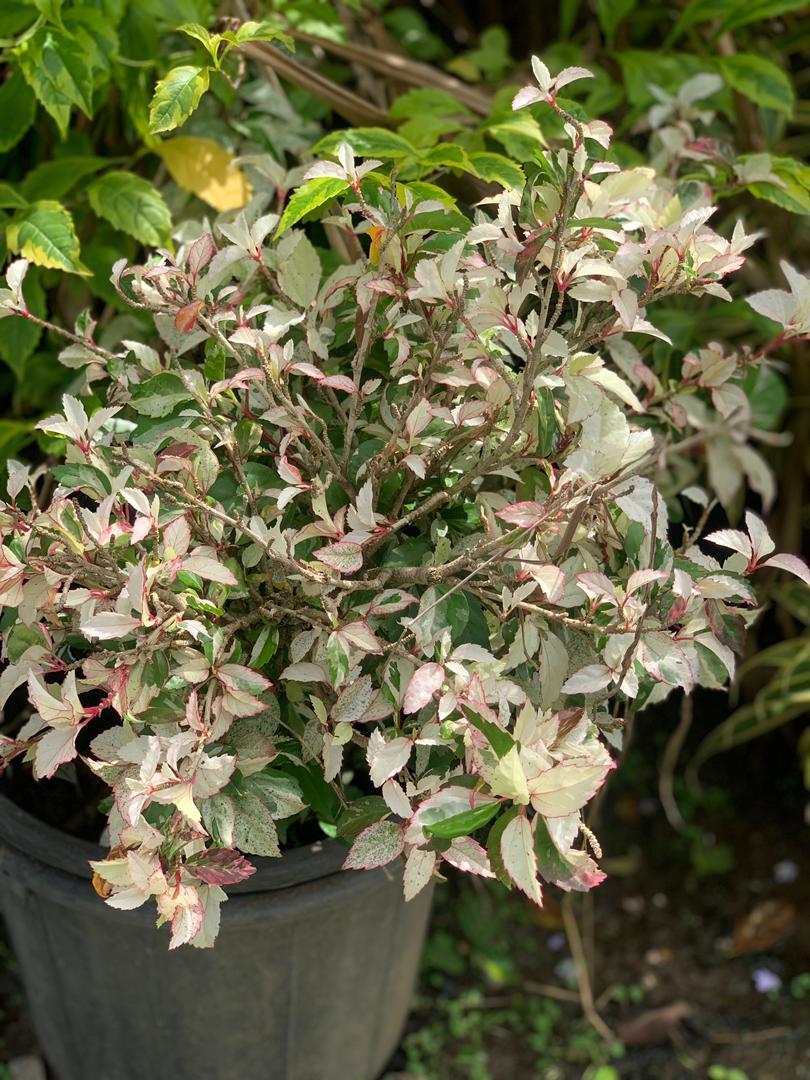 habiscus varigated